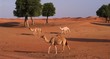 camels in sweihan area