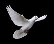 canvas print picture white dove in flight 7