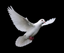 White Dove In Flight 7