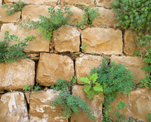 Plants On The Wall