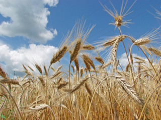 wheat field