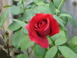 red rose on bush