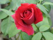 perfect red rose