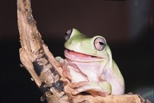 Smile Frog 2
