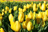 Fototapeta Tulipany - yellow tulips