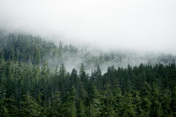 snow forest