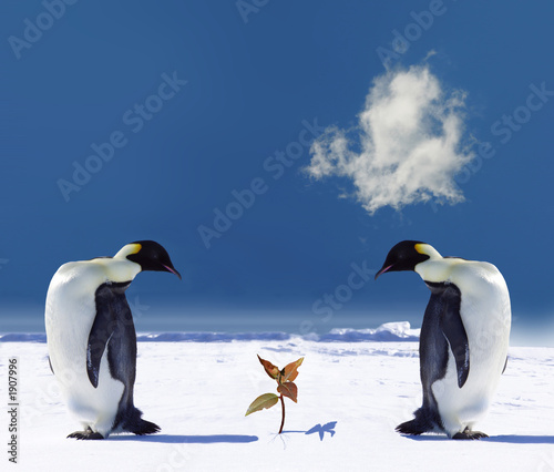 dwa-pingwiny-i-wyrastajacy-ze-sniegu-kwiat