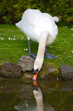 Pretty Swan Drinking Water