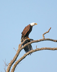 Wall Mural - eagle on a branch