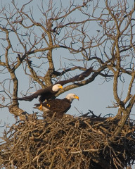 Wall Mural - eagle leaving nest