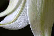 Easter Lily Detail
