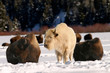 sacred bison