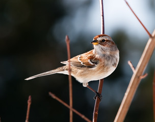 sparrow