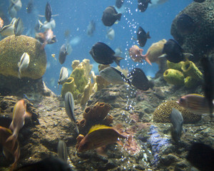 aquarium fish 8
