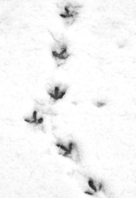Pigeon Tracks In Snow