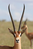 grant gazelle
