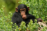 Fototapeta Zwierzęta - chimp