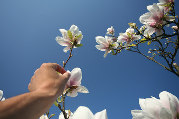 Wall Mural - spring tree