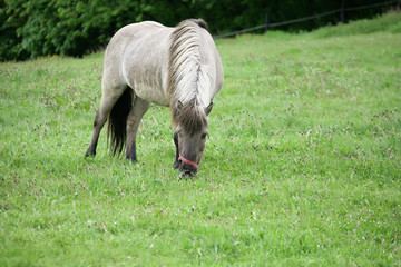 Wall Mural - danish horses 01