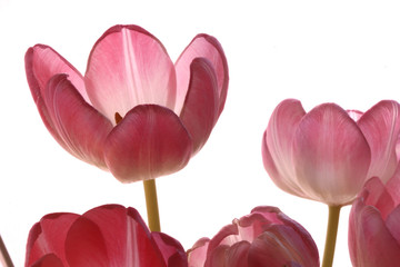 Canvas Print - the pink tulips