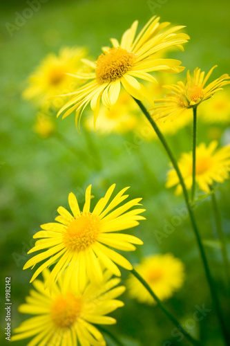 Jalousie-Rollo - summer flowers (von Stocksnapper)