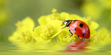 Ladybug On Flowers