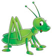 canvas print picture green grasshopper