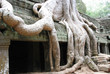 cambogia tempio di ta phrom