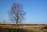 Fototapeta Sawanna - landscape with tree