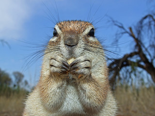 Wall Mural - ground squirrel