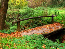 Little Wooden Bridge In Forest