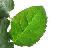 Green Vivid Leaf Details On White