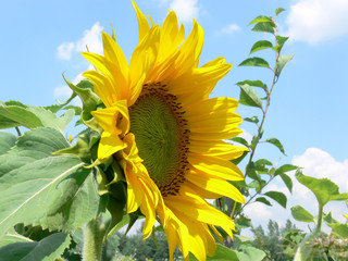 sunflower 01