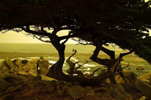 Cypress Tree At Sunset