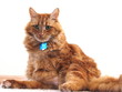 portrait of orange cat