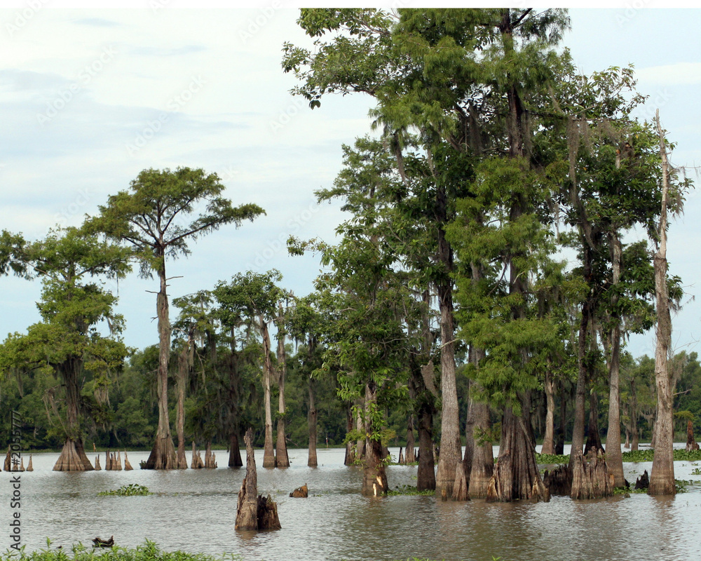 bayou Stock Photo | Adobe Stock