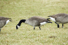 Goose Gathering