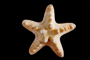 Poster - starfish isolated on black