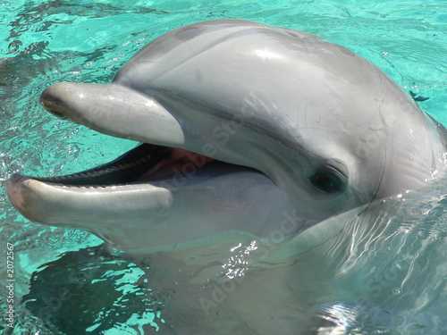Plakat delfin butelkujący