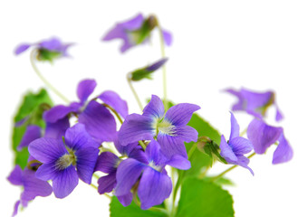 Leinwandbilder - violets