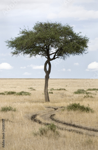 Fototapeta na wymiar masai mara