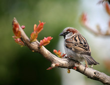 Sparrow On Twig