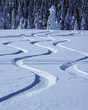 canvas print picture - tracks in snow