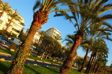 Wall Mural - cannes, la croisette