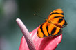 Leinwanddruck Bild butterfly