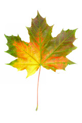 Wall Mural - autumn leaf isolated on white
