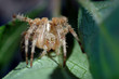 araignée - macro