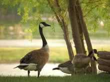 Canadian Geese Near Lake