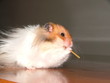 hungry hamster