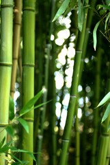  bambouseraie